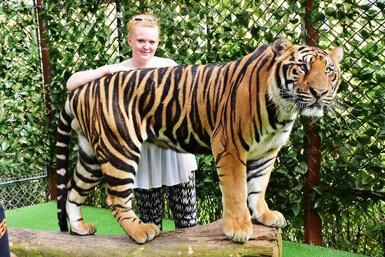 Zoo Tiger Kingdom Phuket